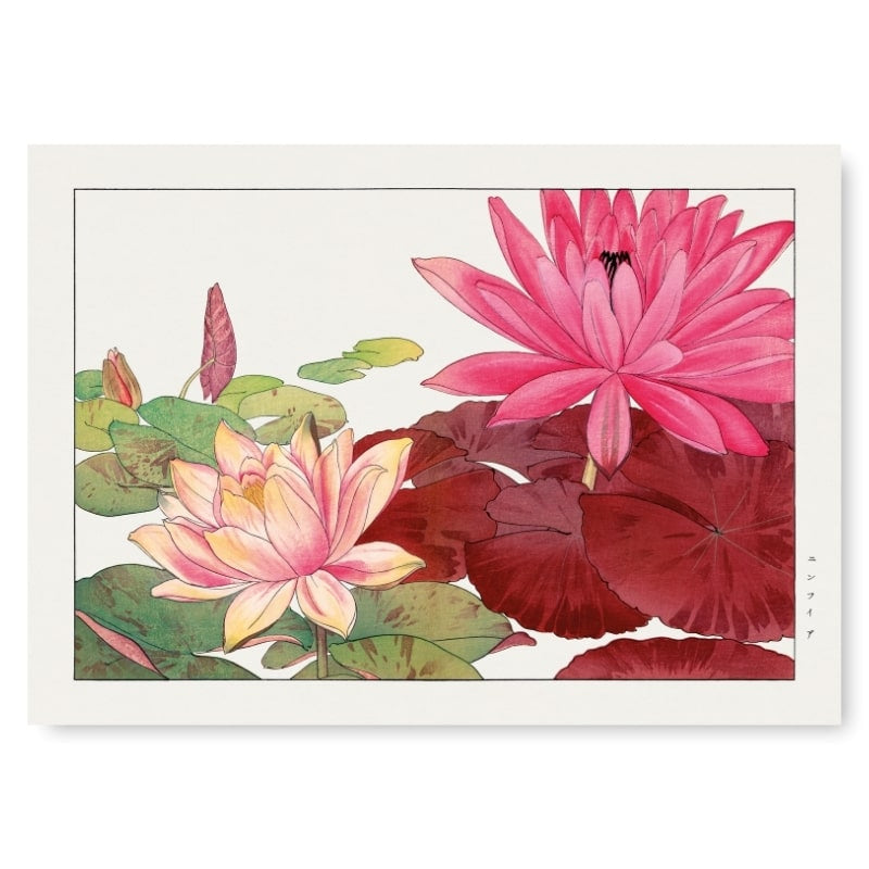 Japanilainen tuloste Nymphaea Lotus - A3