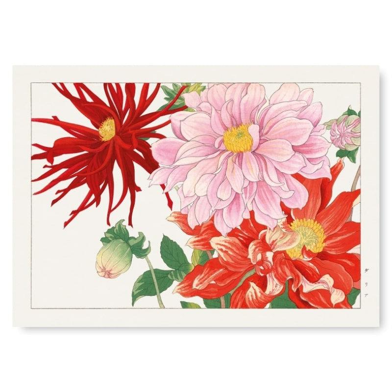 Japanilainen Dahlia Kukka Tulosta - A3